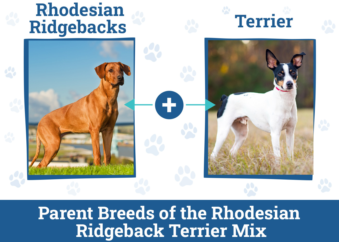 Parent Breeds of the Rhodesian Ridgeback Terrier Mix