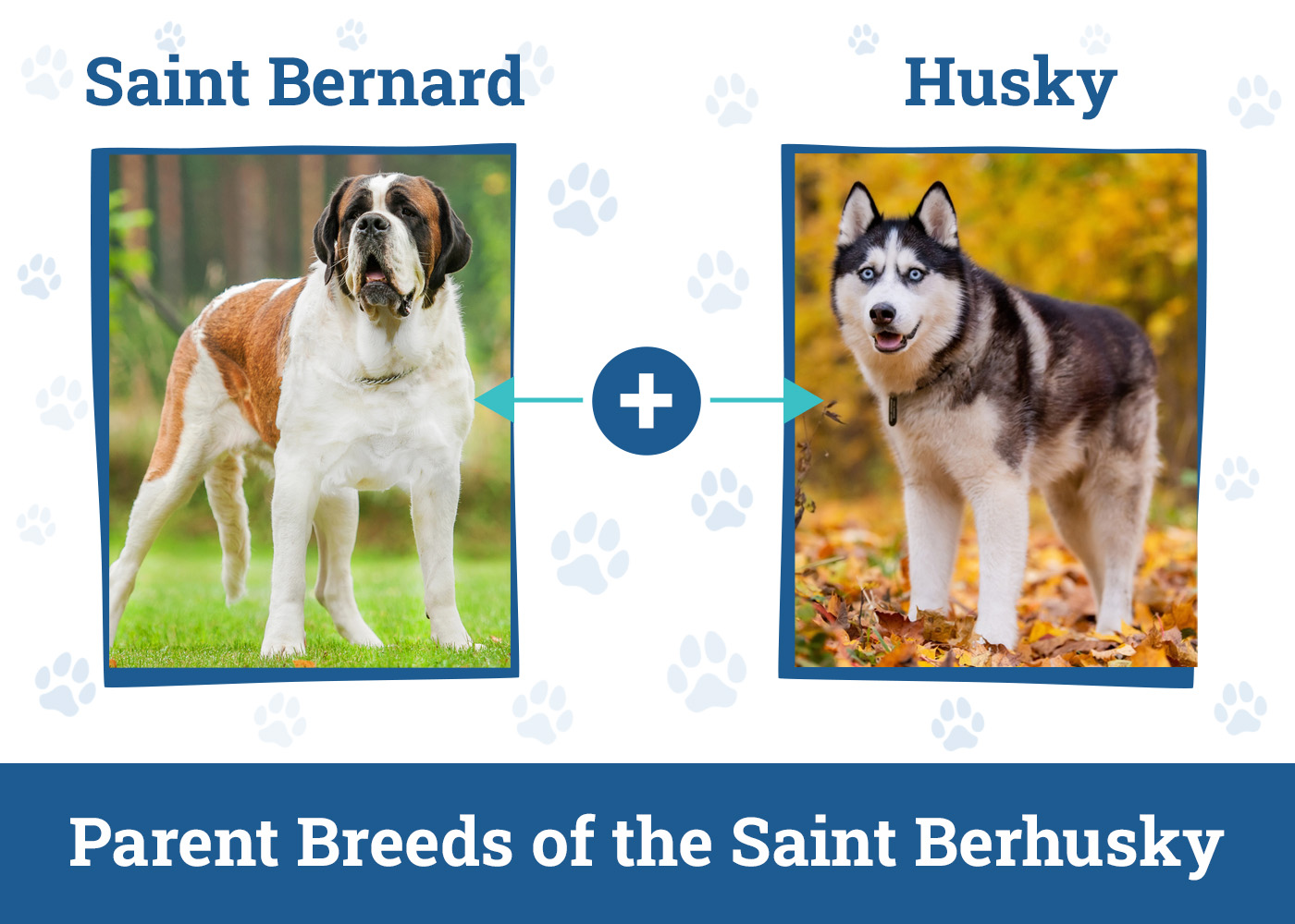 Parent Breeds of the Saint Berhusky