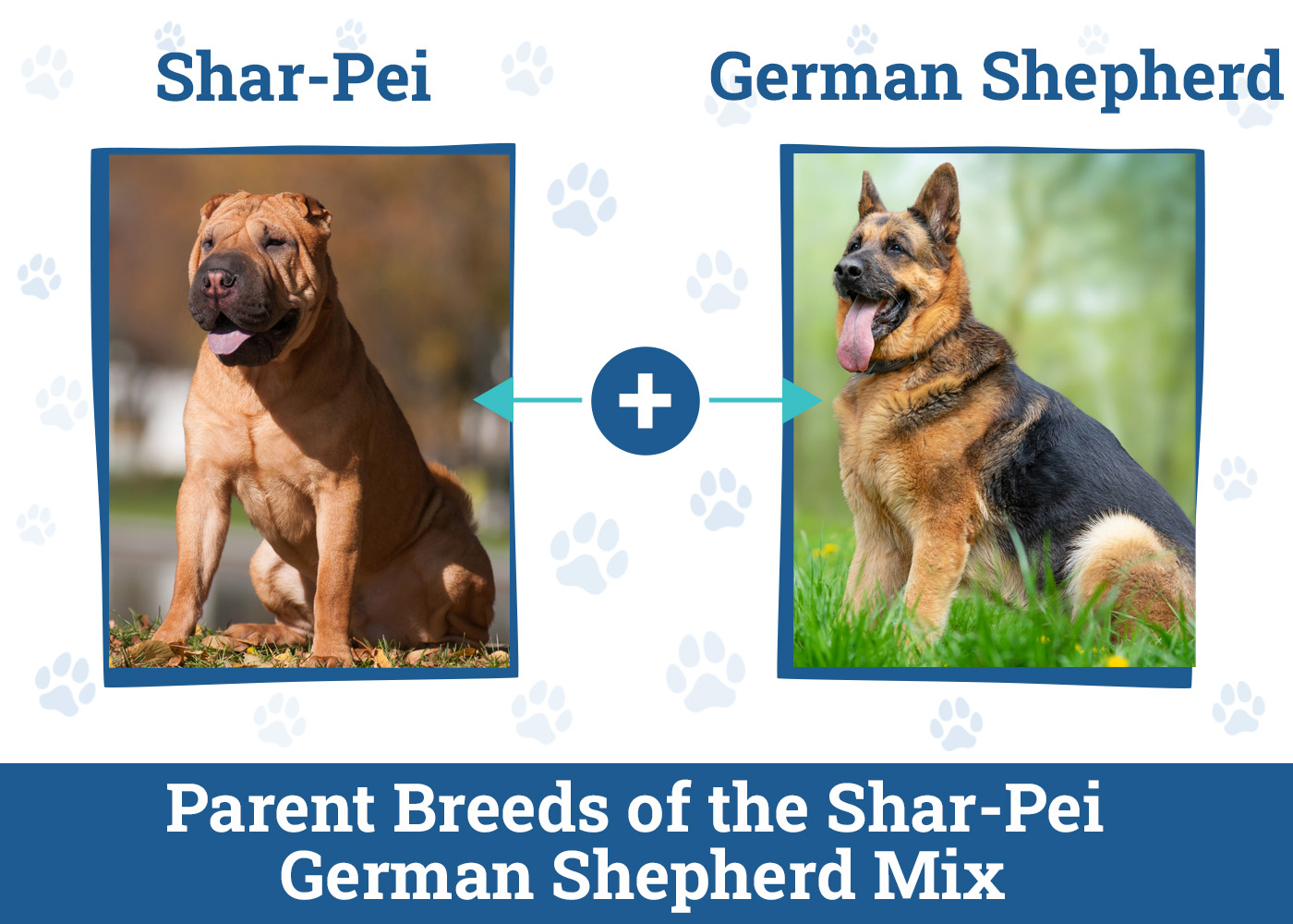 Shar-Pei German Shepherd Mix