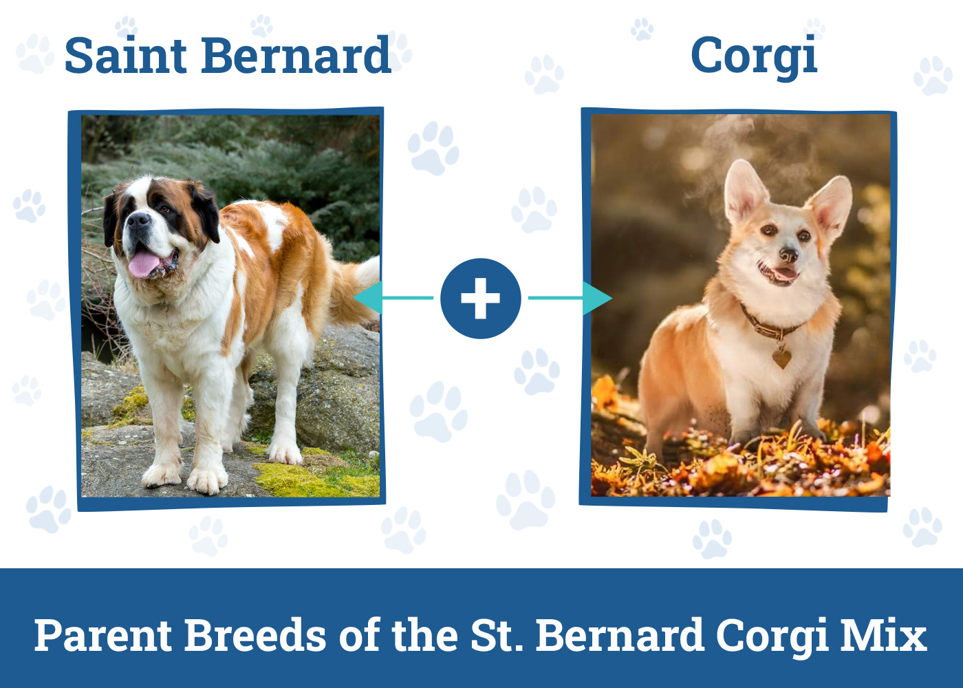 Parent Breeds of the St. Bernard Corgi Mix