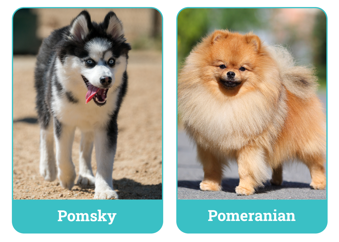 Pomsky vs Pomeranian