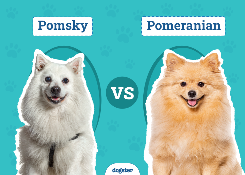 Pomsky vs Pomeranian