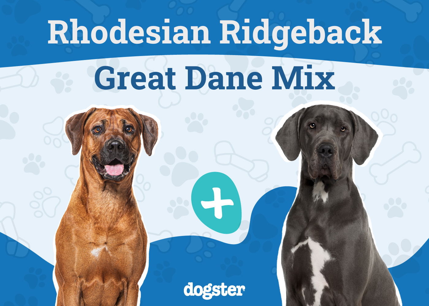 Rhodesian Great Dane Mix
