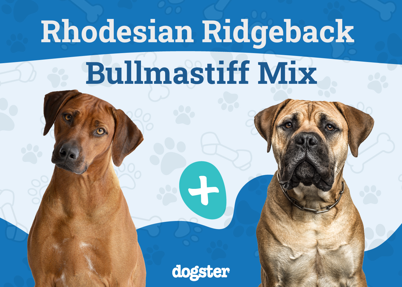 Rhodesian Mastiff Mix