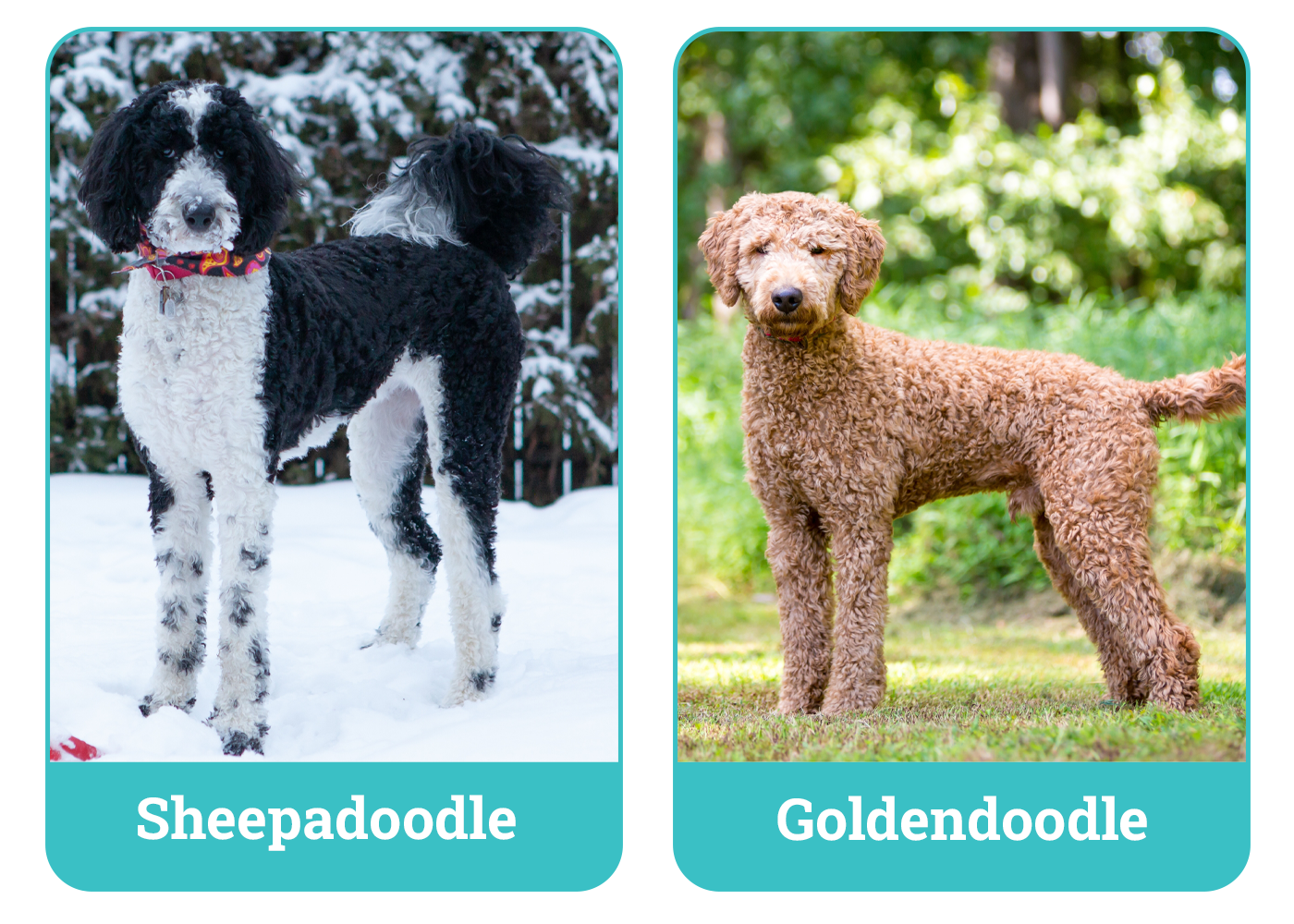 Sheepadoodle vs Goldendoodle