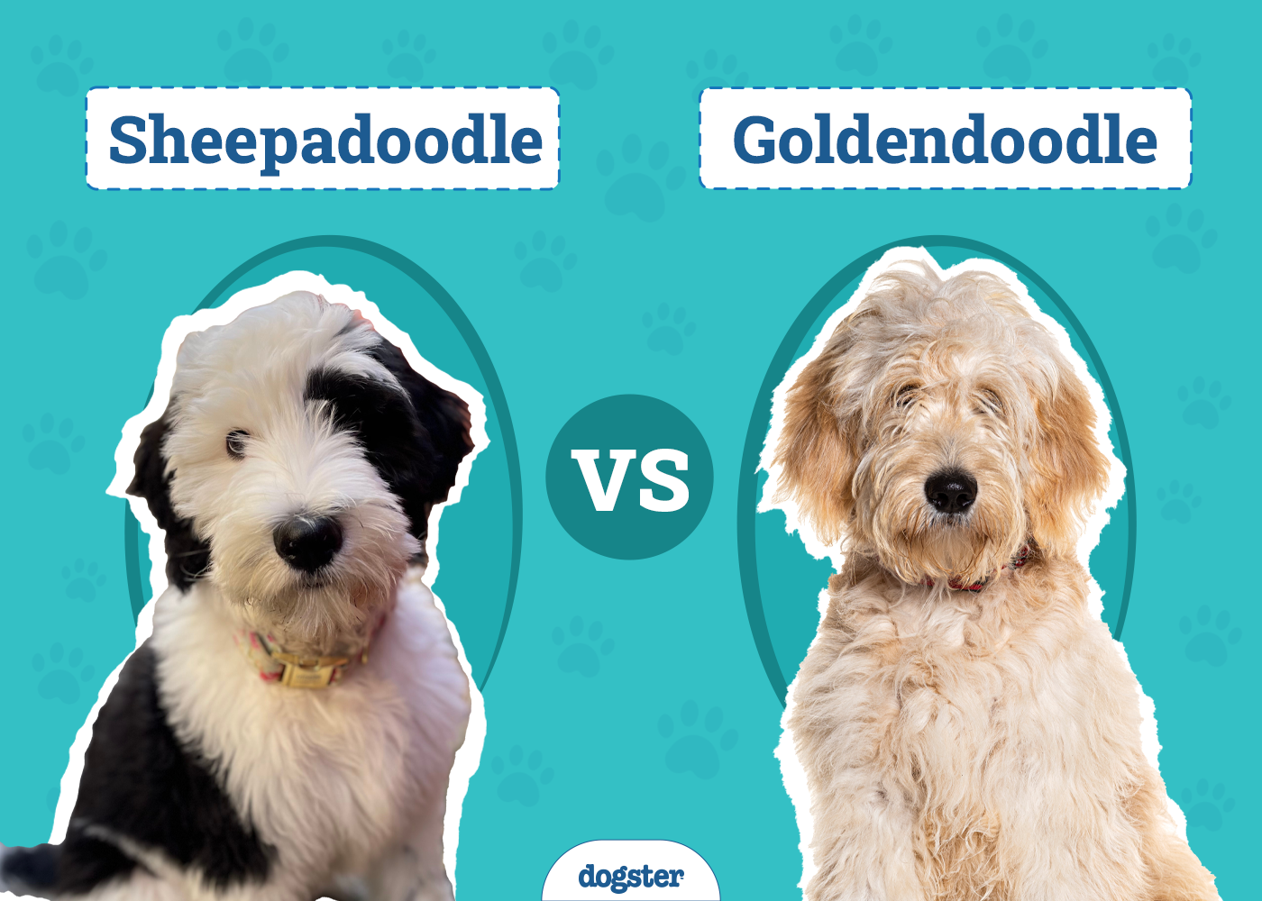 Sheepadoodle vs Goldendoodle