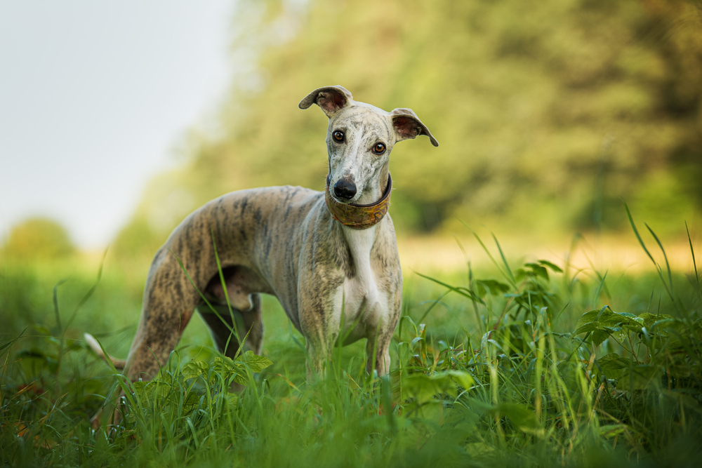 Whippet in a meadow