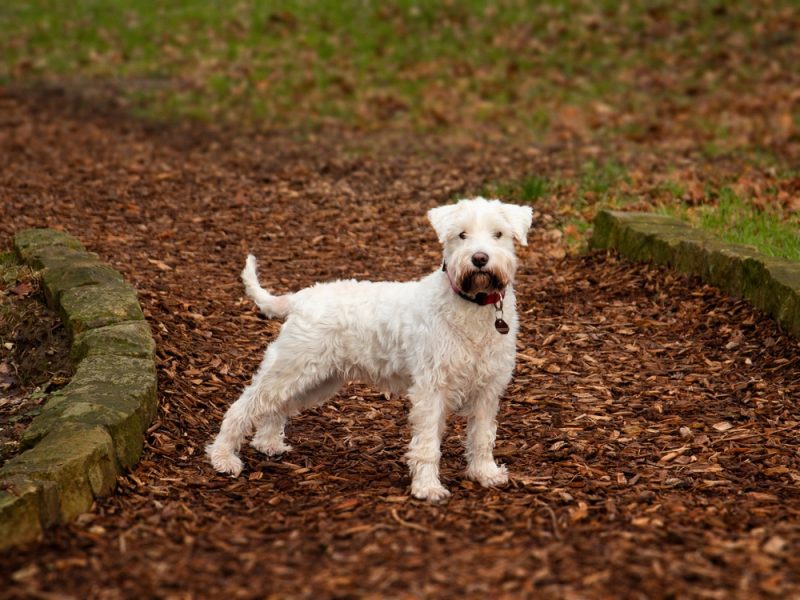 White Miniature Schnauzer