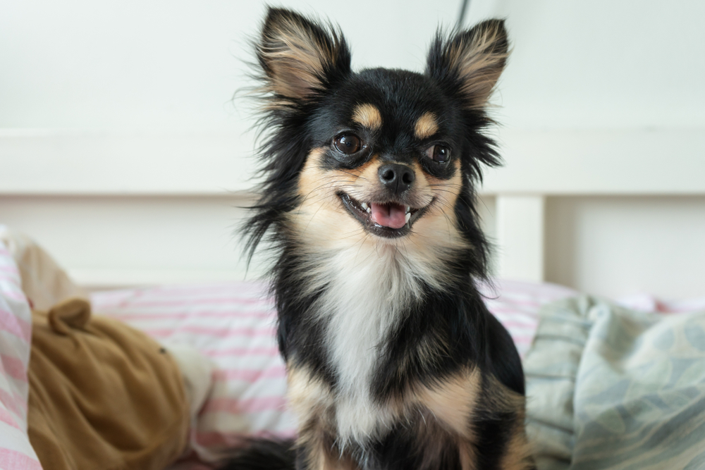 chihuahua dog sitting on bed