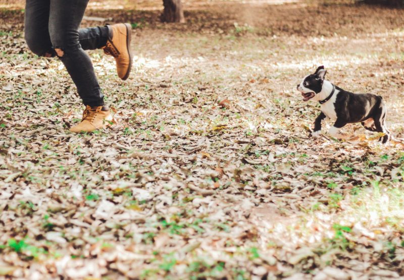 dog-chasing-the-owner