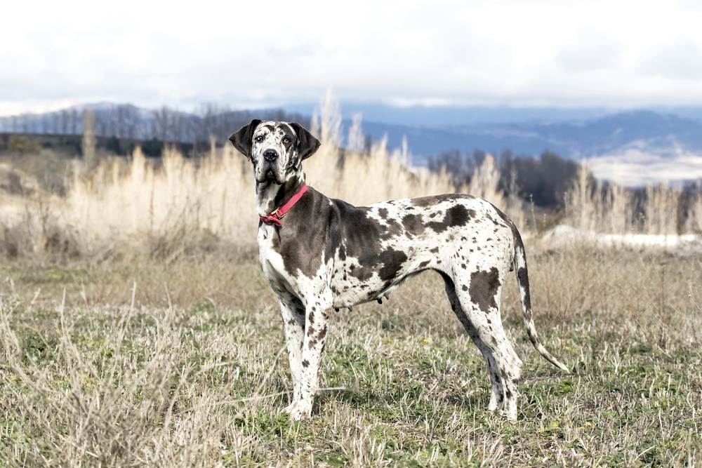female-harlequin-great-dane-in-the-field