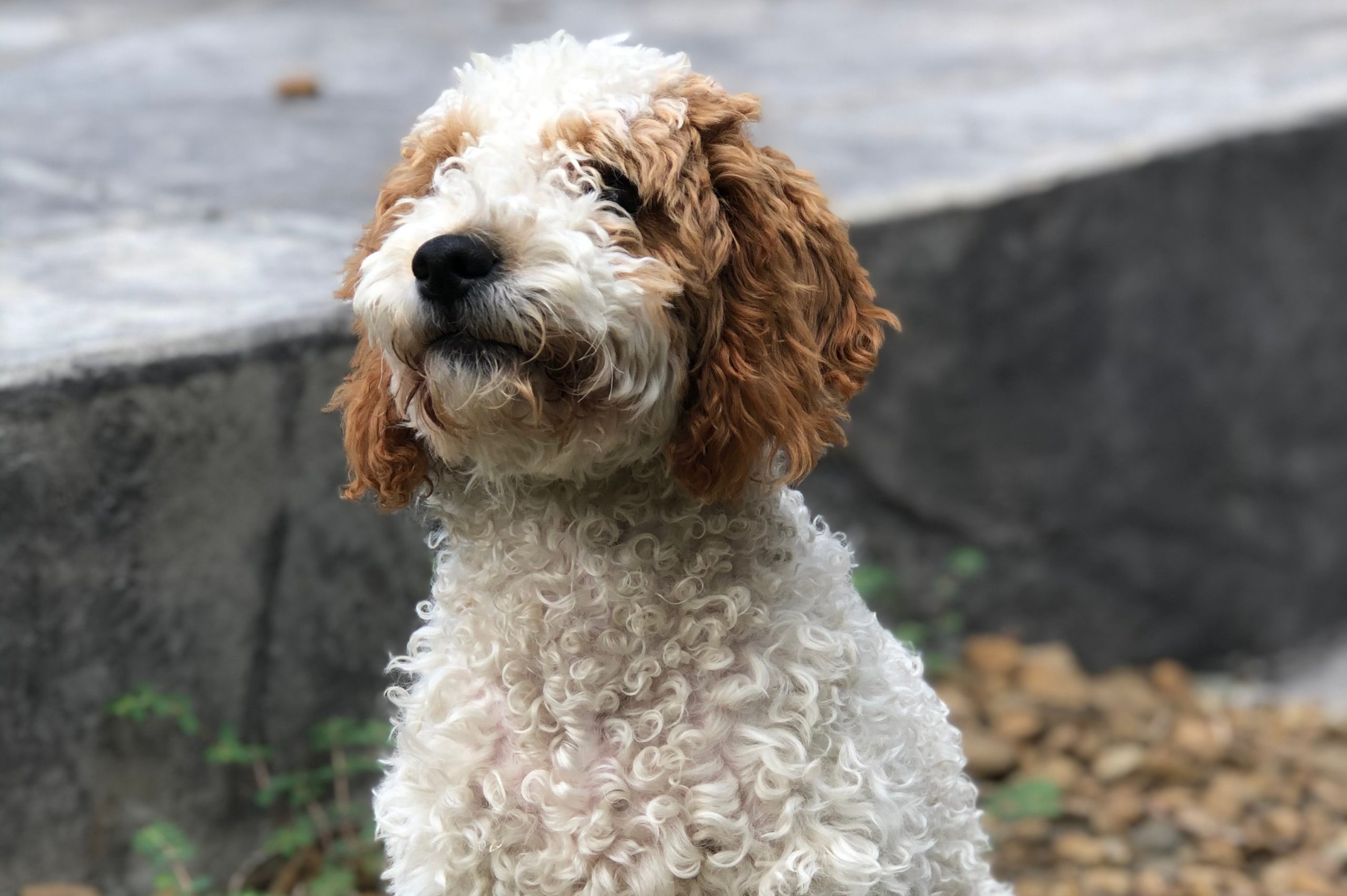 parti-goldendoodle-standing-outside