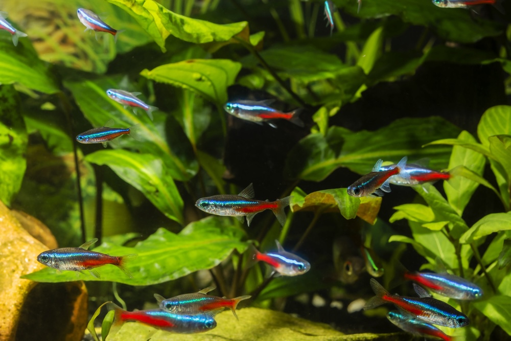 school of neon tetra fish in aquarium with plants