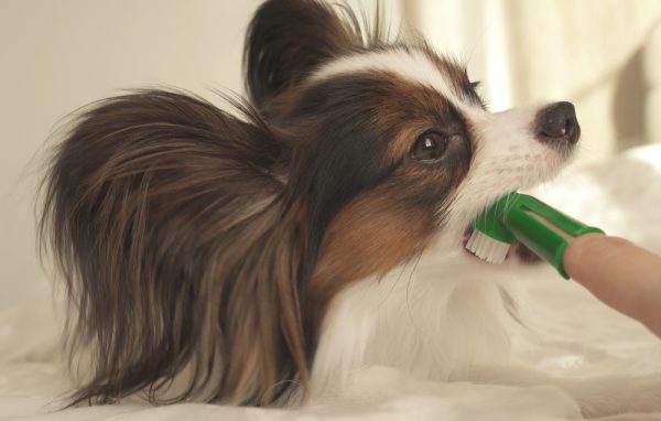 cleaning papillon teeth