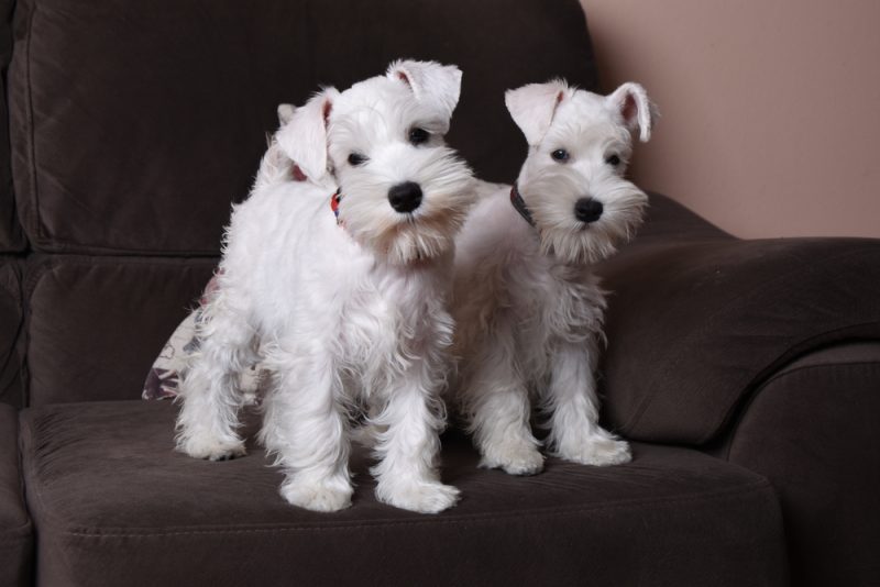 two white miniature