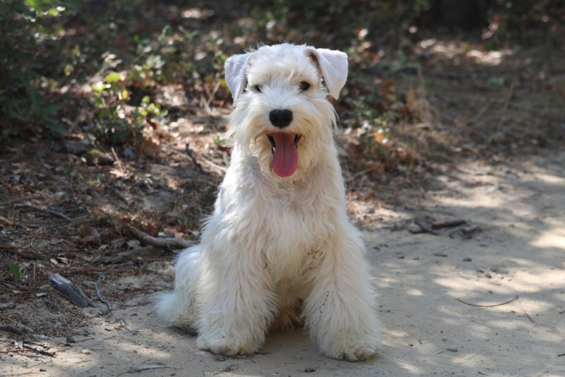 white miniature schnauzer