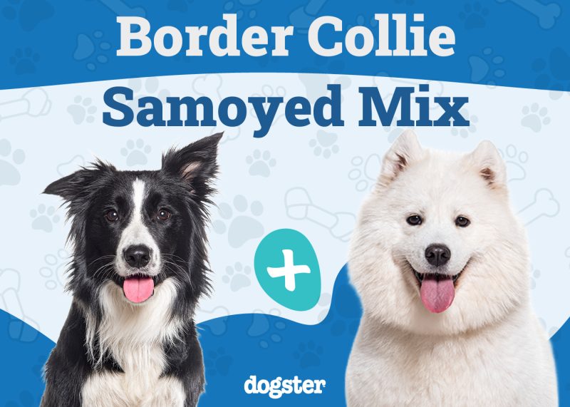 Border Collie Samoyed Mix