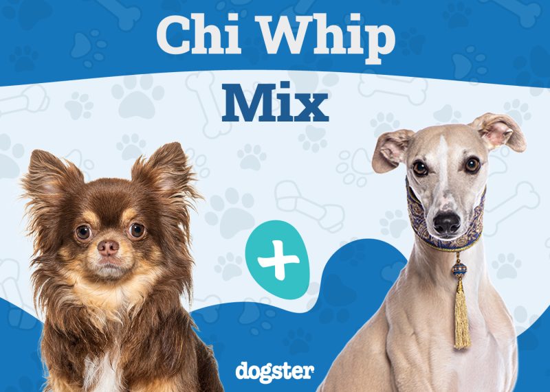 Chi Whip - Chihuahua Whippet Mix