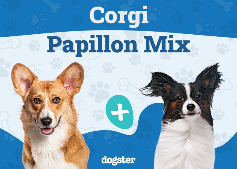 Corillon - Corgi Papillon Mix