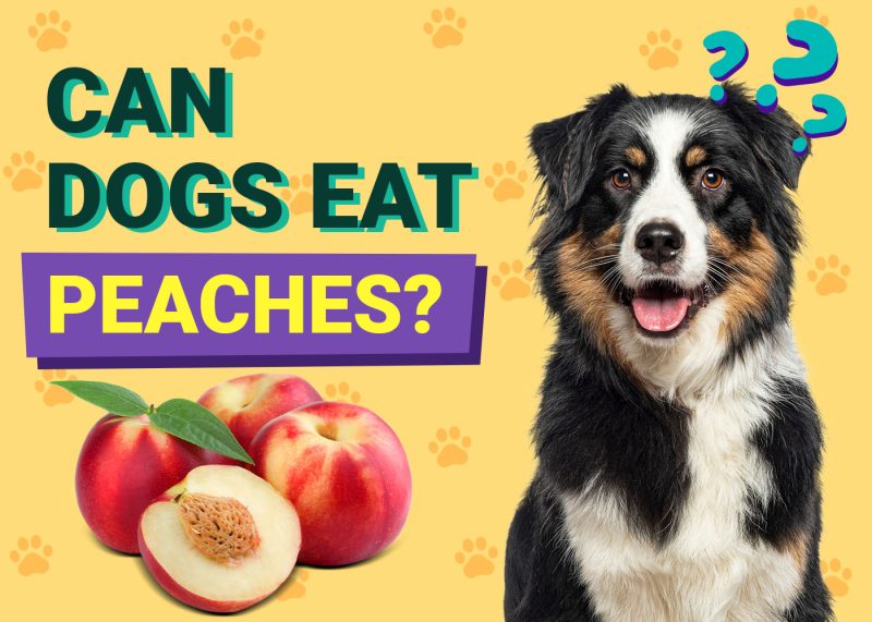 Can Dogs Eat Peaches