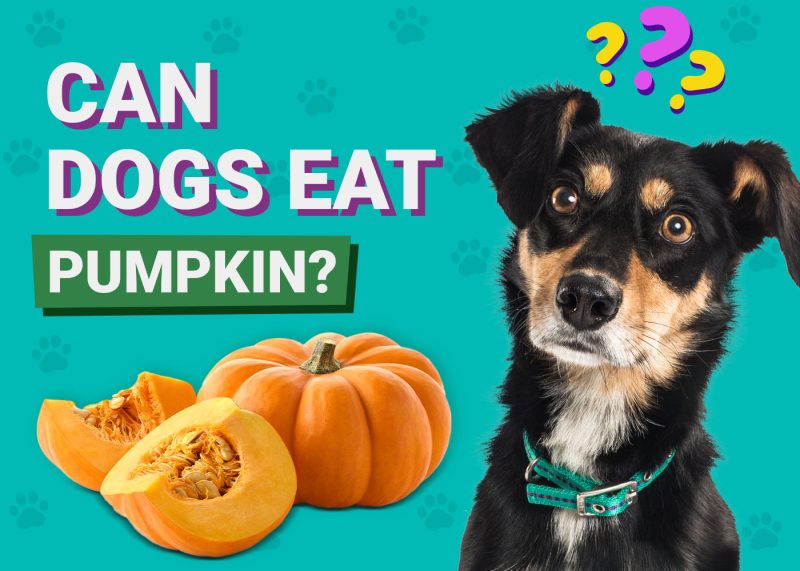 Can Dogs Eat Pumpkin