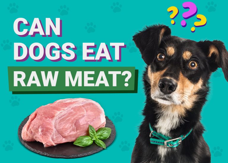 Can Dogs Eat Raw Meat? A Guide to Safety | Purina US