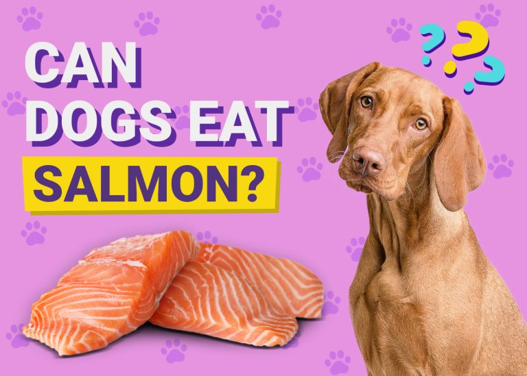 Can Dogs Eat Salmon? Vet Reviewed Nutrition Facts & Precautions – Dogster