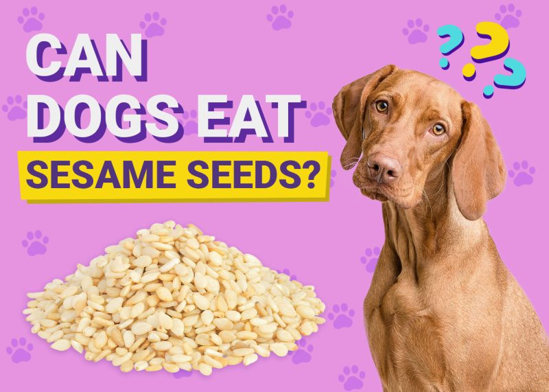 Can Dogs Eat Sesame Seeds