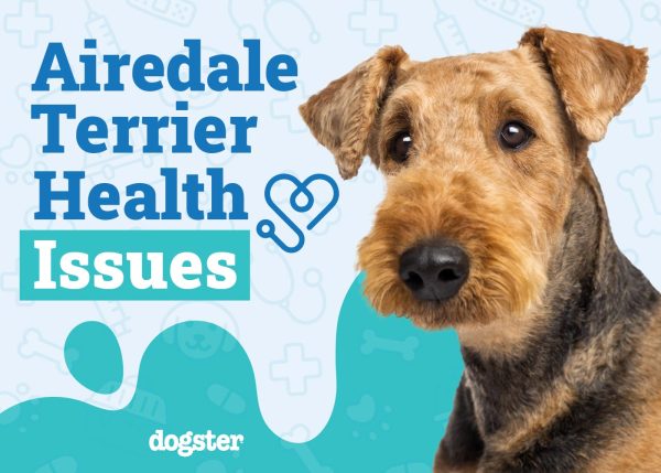 Airedale Terrier Health Issues