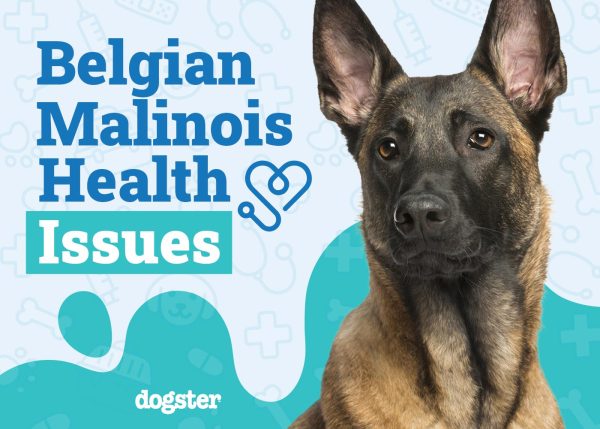 Belgian Malinois Health Issues to Watch For