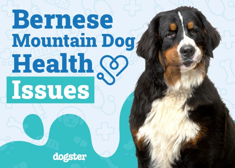 8 Bernese Mountain Dog Health Problems to Watch For: Vet Approved Facts ...