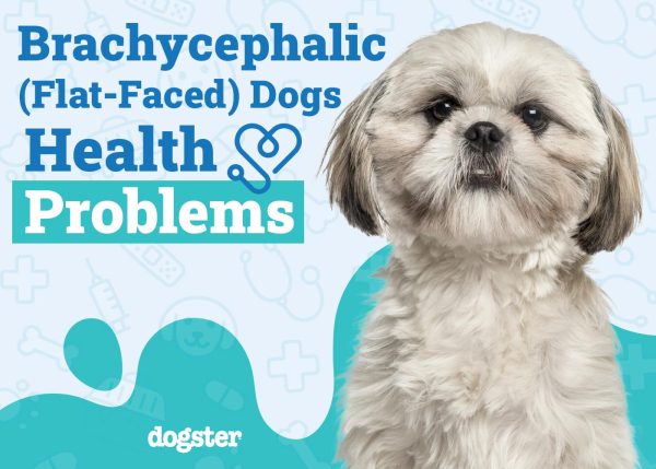 Brachycephalic (Flat-Faced) Dogs