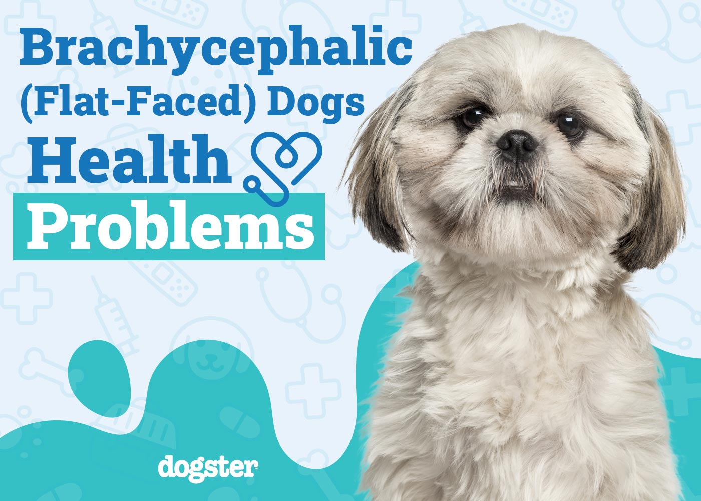 Brachycephalic (Flat-Faced) Dogs