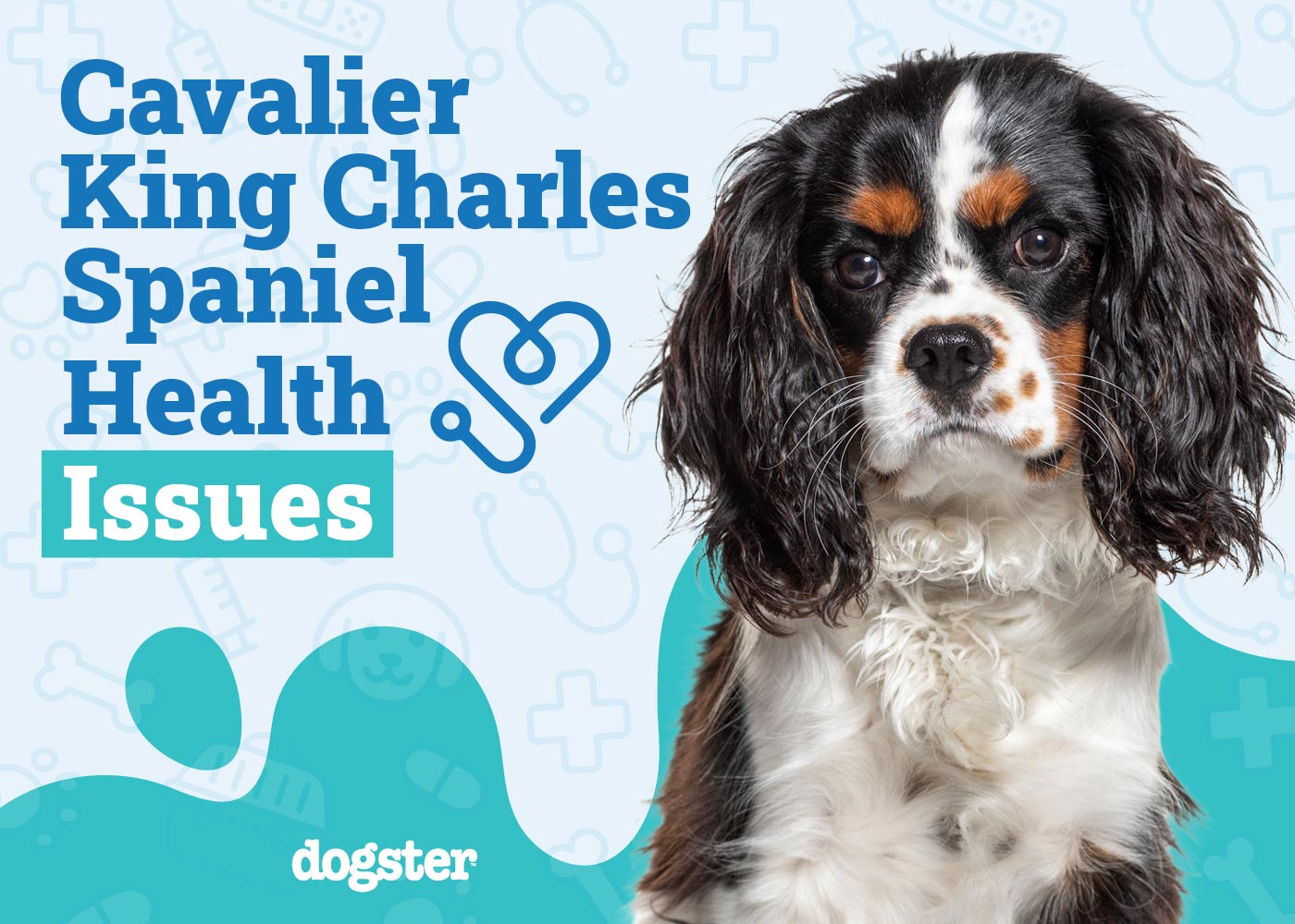 6 Cavalier King Charles Spaniel Health Issues to Watch For Dogster