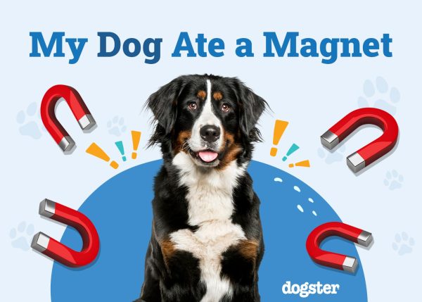 My Dog Ate a Magnet