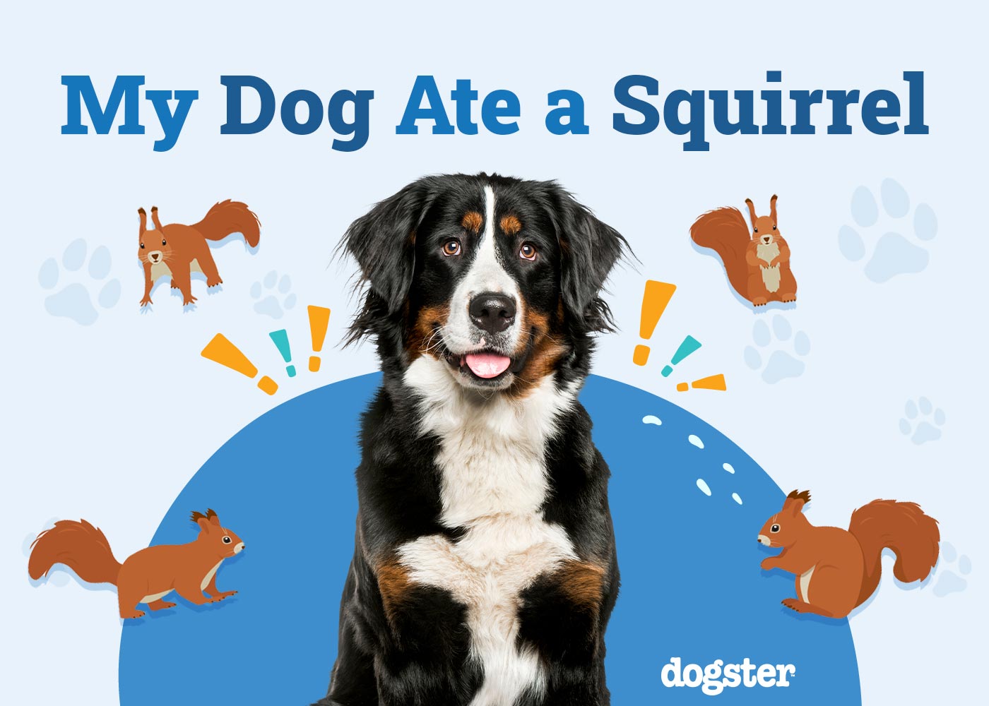 My Dog Ate a Squirrel Should I Be Worried? Our Vet Explains Dogster