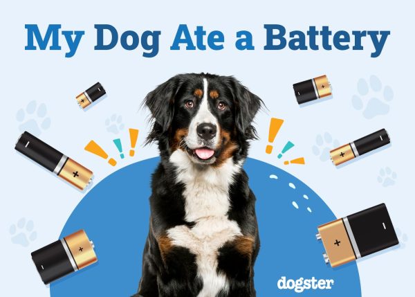 My Dog Ate a Battery