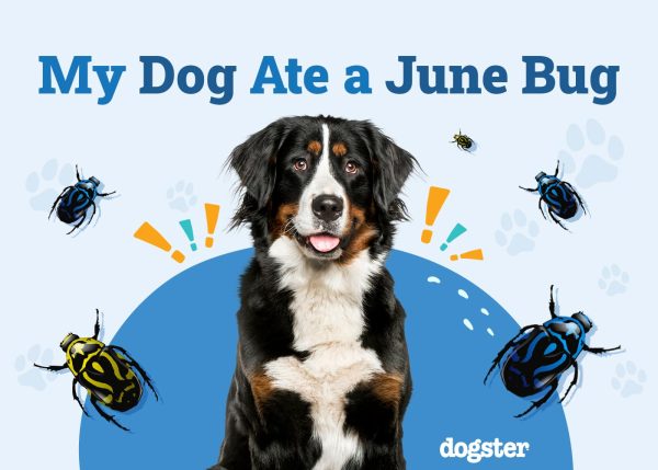 My Dog Ate a June Bug