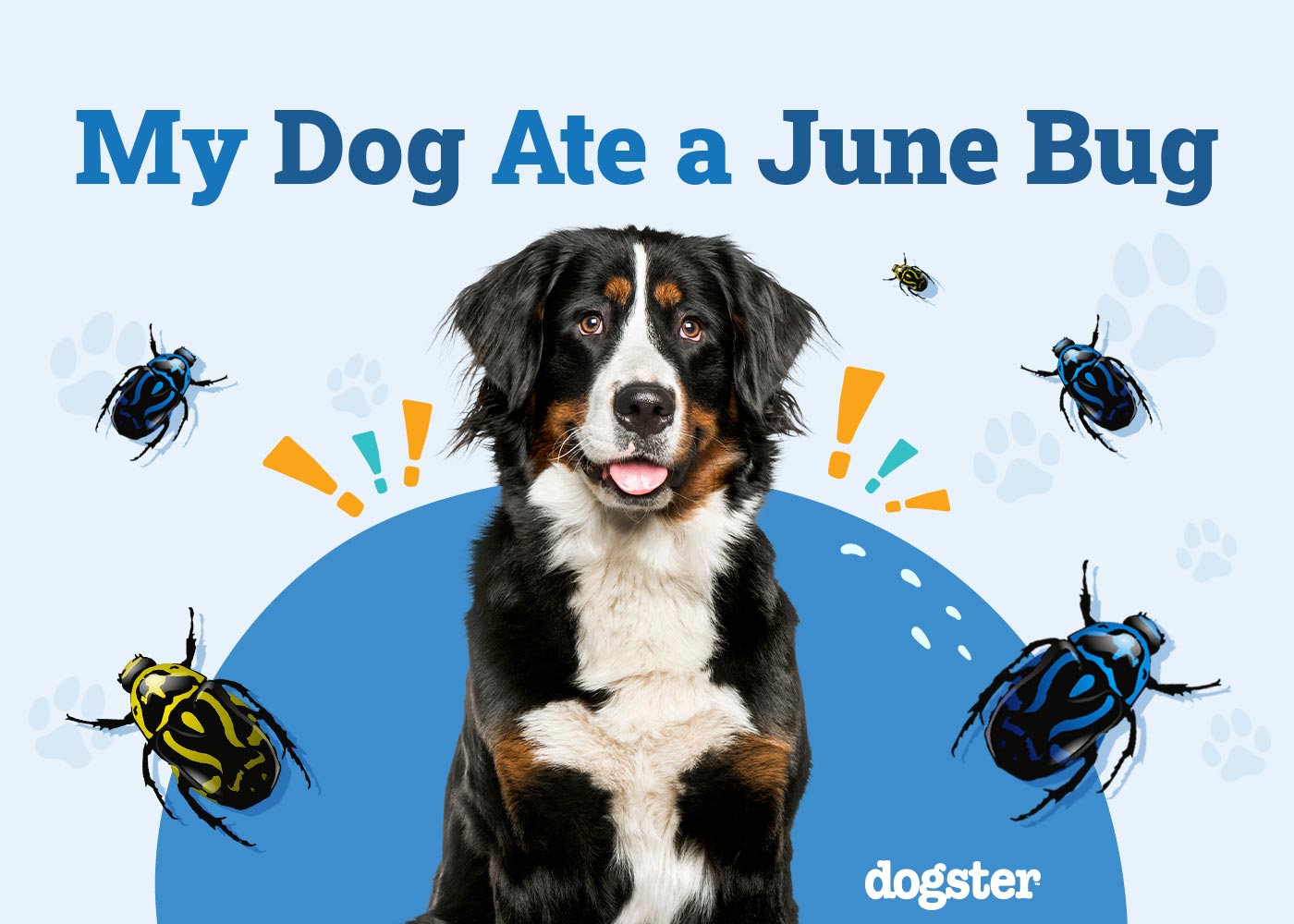 My Dog Ate a June Bug