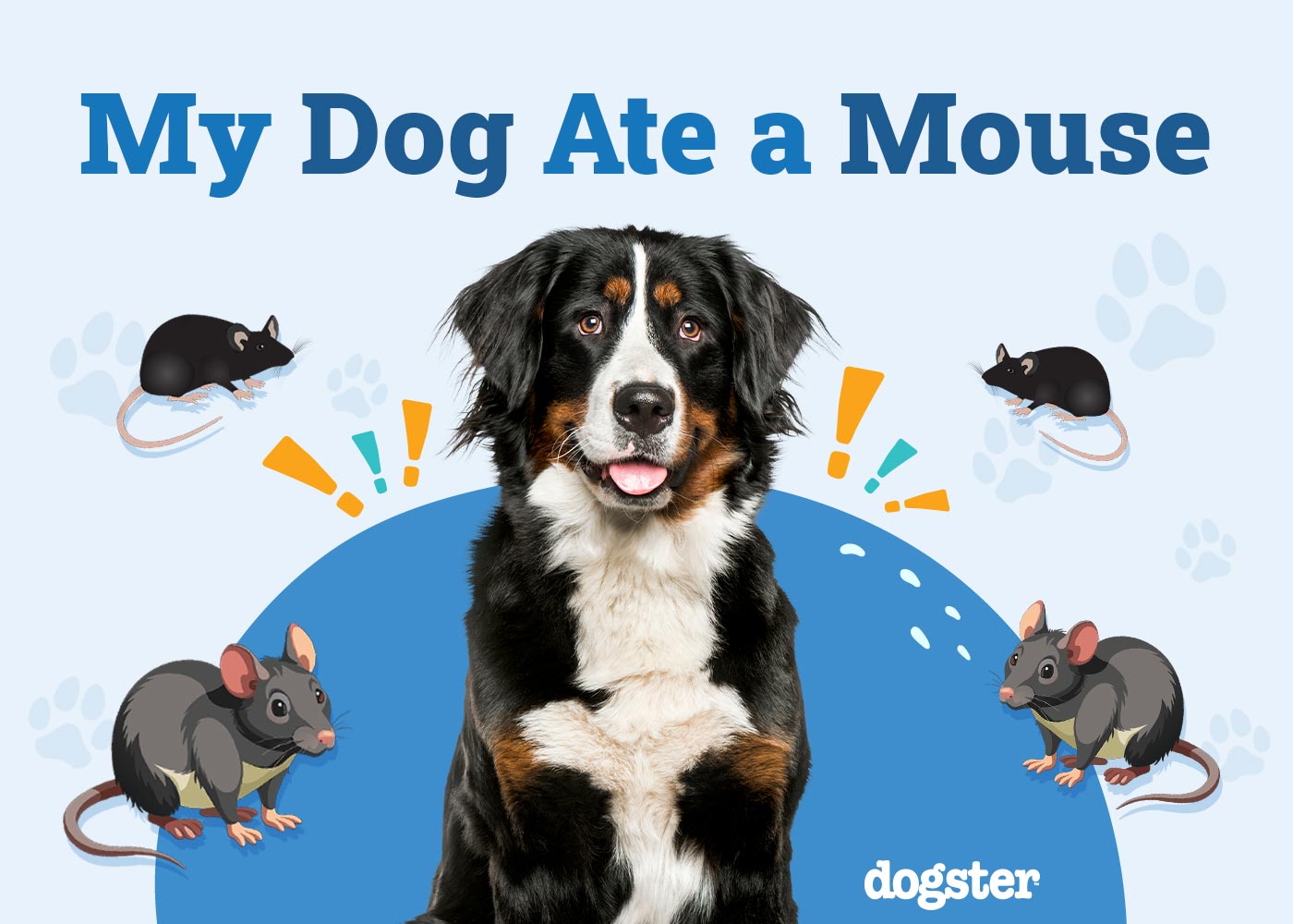 My Dog Ate A Mouse What Should I Do Vet Approved Advice Dogster my-dog-ate-a-mouse-what-should-i-do-vet-approved-advice-dogster