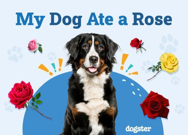 My Dog Ate a Rose