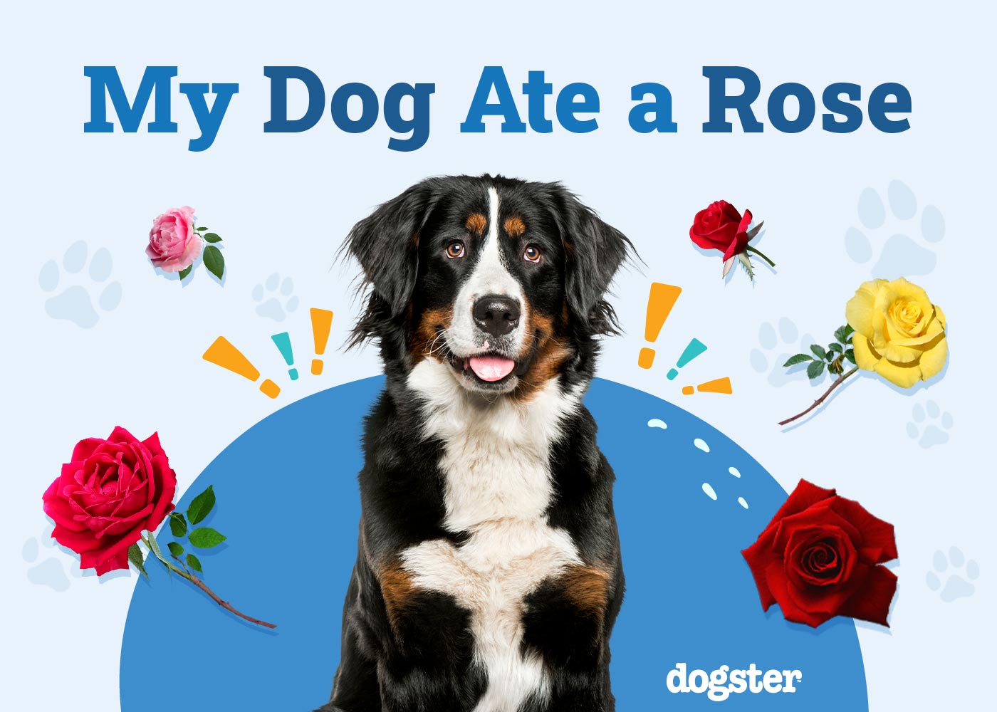 My Dog Ate a Rose