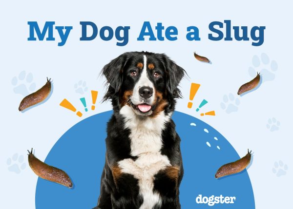 My Dog Ate a Slug