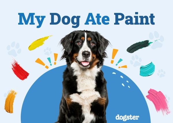 My Dog Ate Paint