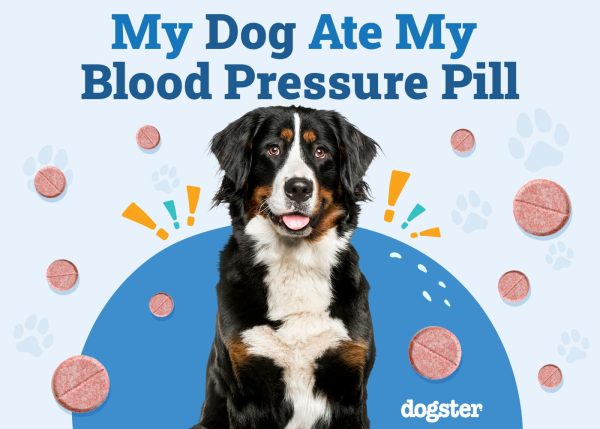 My Dog Ate My Blood Pressure Pill