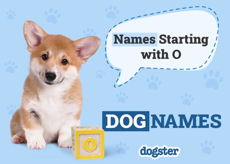 Dogster_Names Starting with O