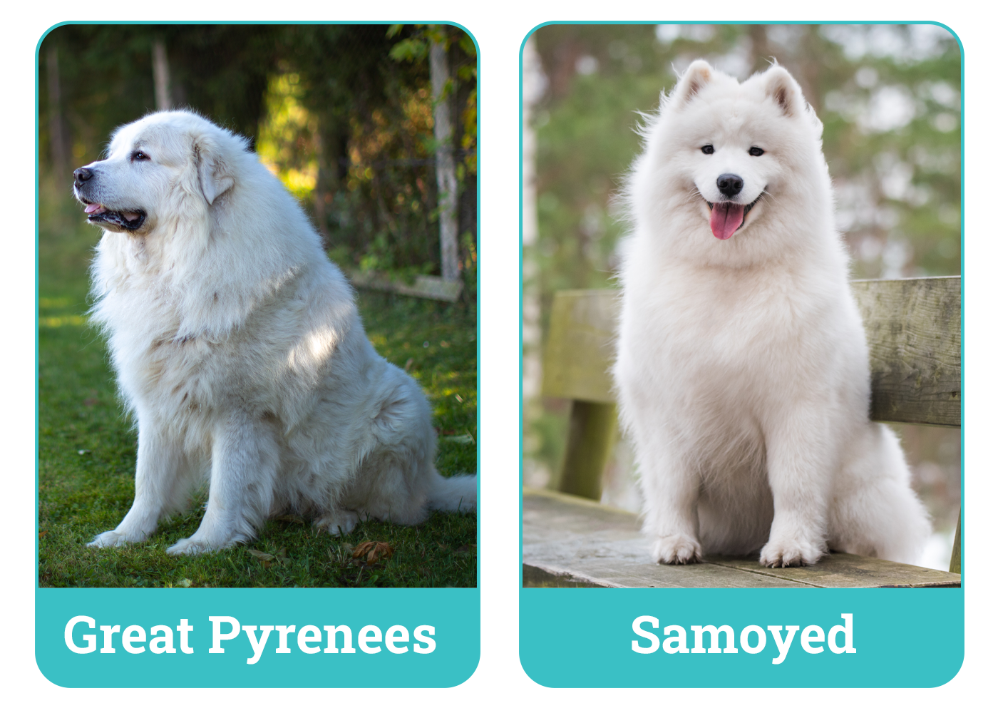 Great Pyrenees vs. Samoyed