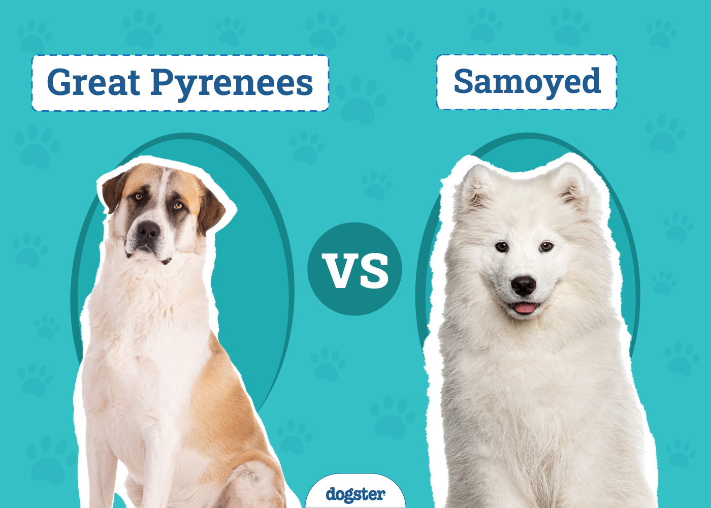 Great Pyrenees vs. Samoyed
