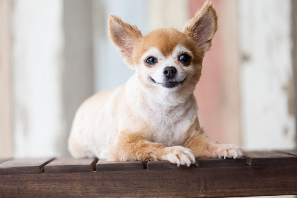 Longhair Chihuahua with a short puppy cut