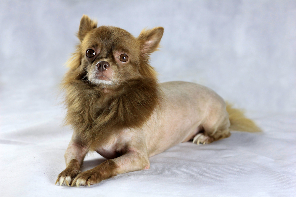 Longhaired brown Chihuahua with a lion cut